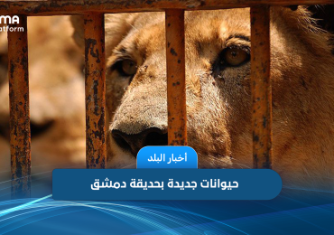 New animals in Damascus Zoo